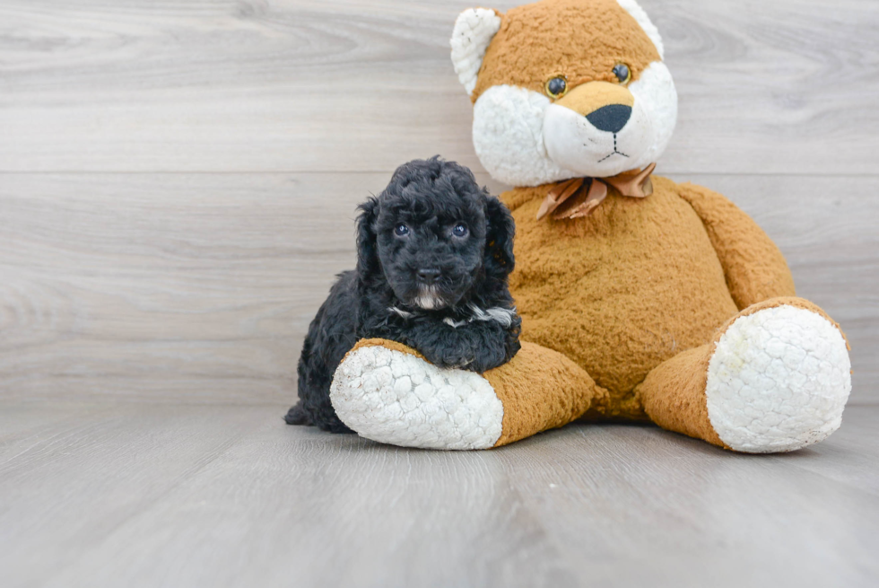 Hypoallergenic Poodle Baby