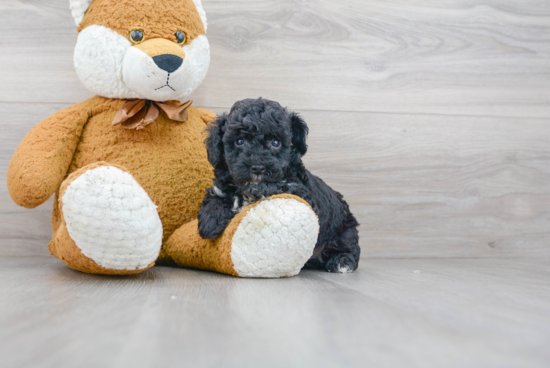 Friendly Poodle Purebred Pup