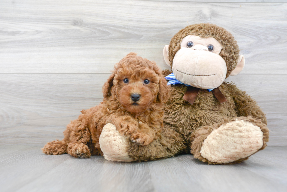 Poodle Pup Being Cute