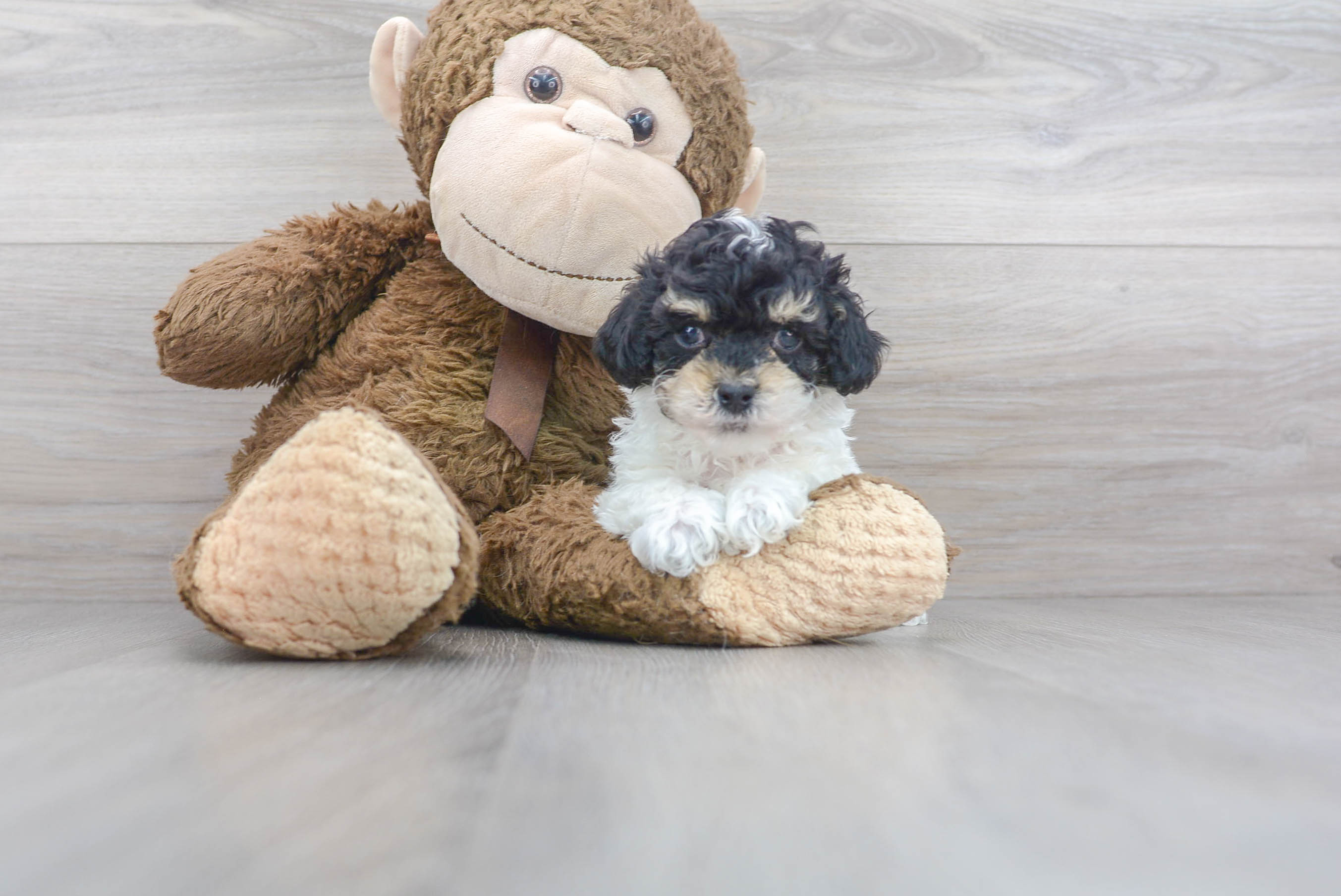 Best Poodle Baby