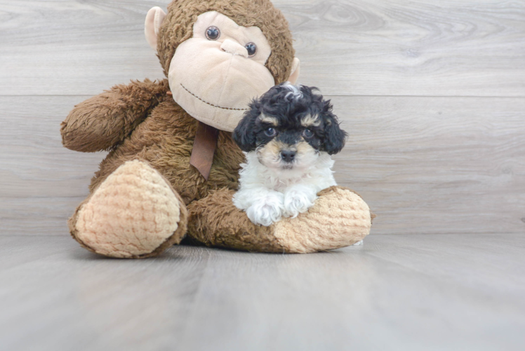 Best Poodle Baby