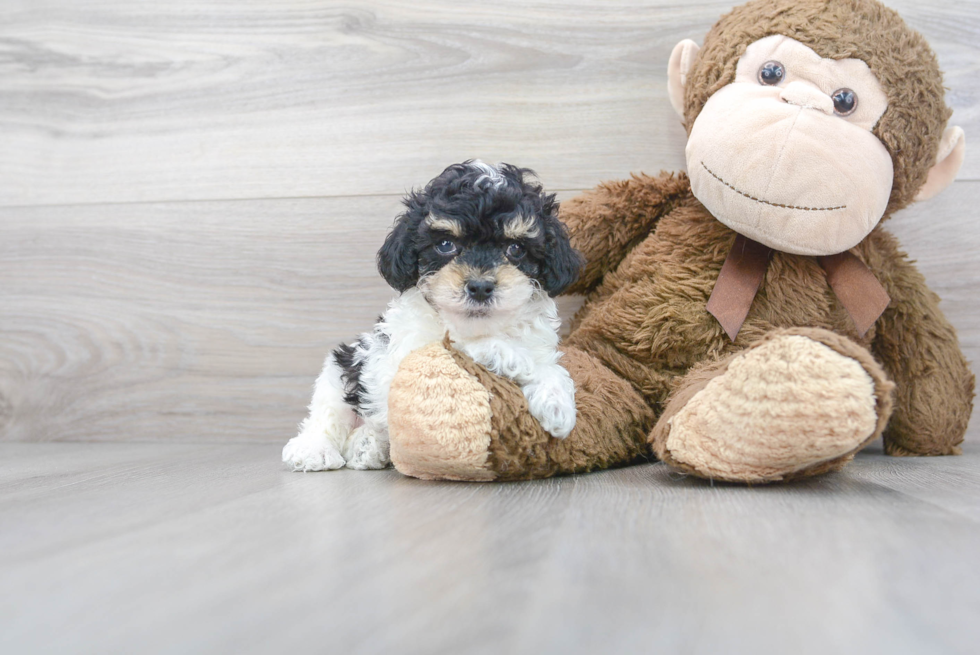 Poodle Puppy for Adoption