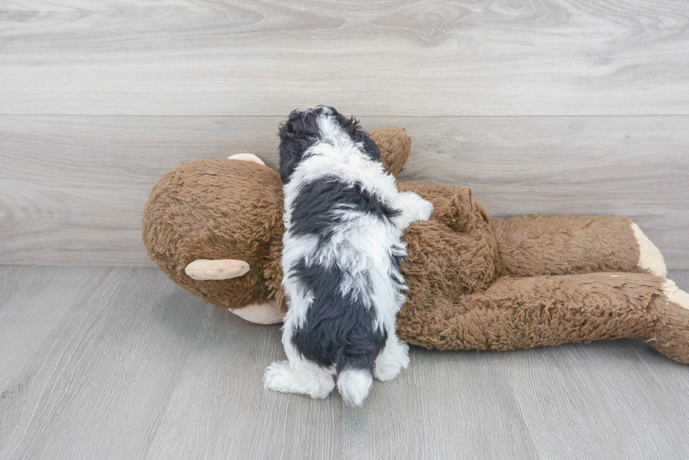 Poodle Pup Being Cute