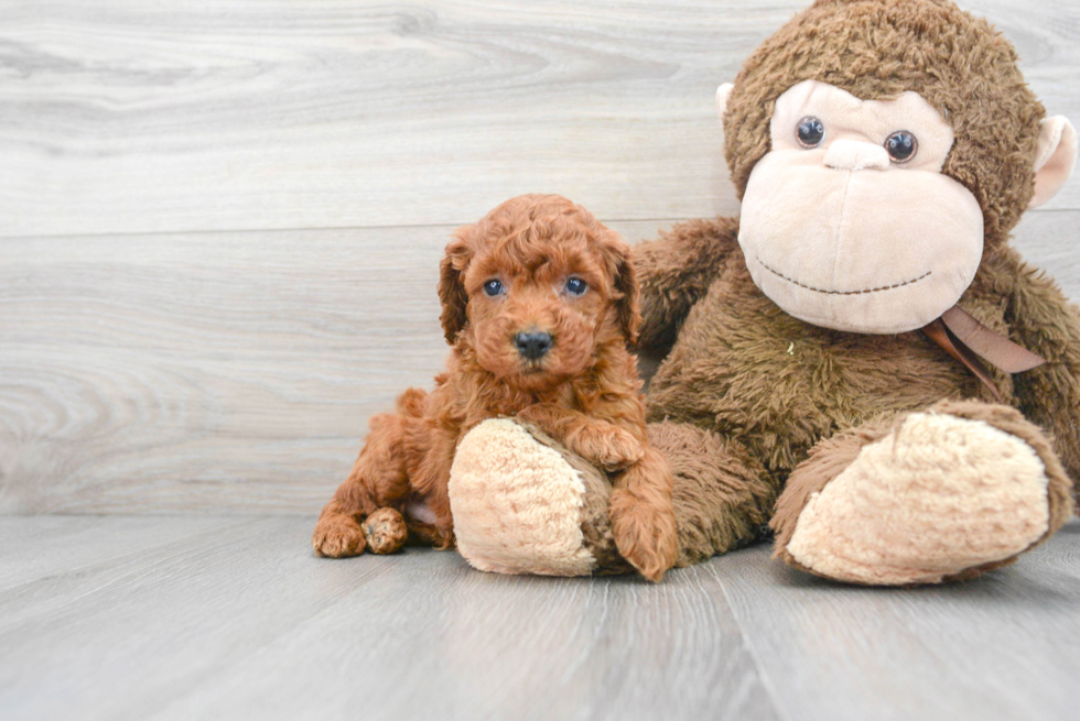 Poodle Pup Being Cute