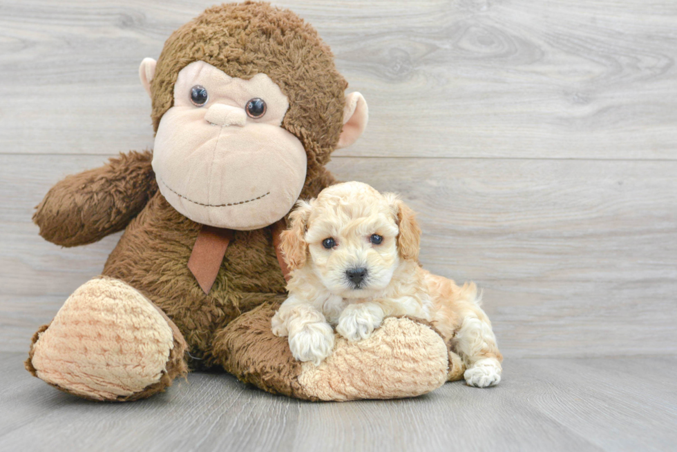 Poodle Pup Being Cute