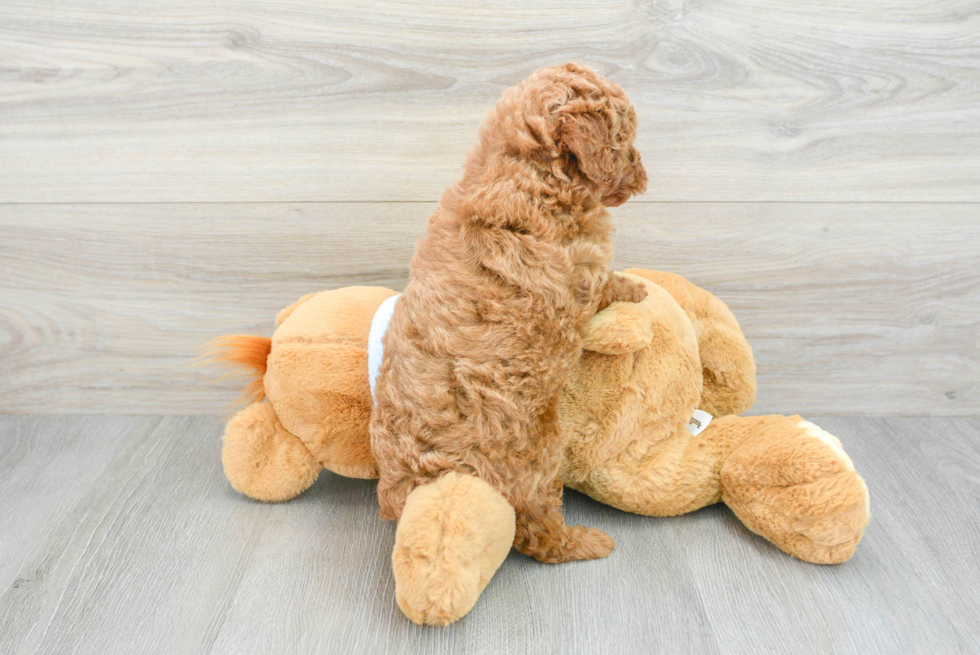 Smart Pudle Purebred Puppy