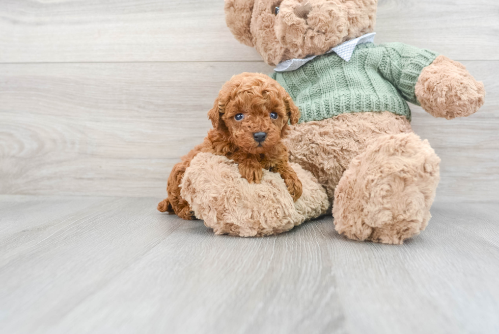 Friendly Poodle Baby