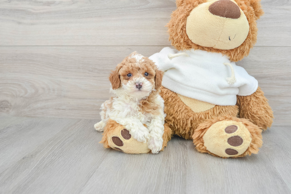 Friendly Poodle Baby