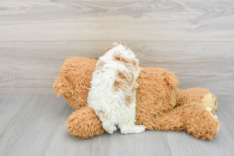 Fluffy Pudle Purebred Puppy