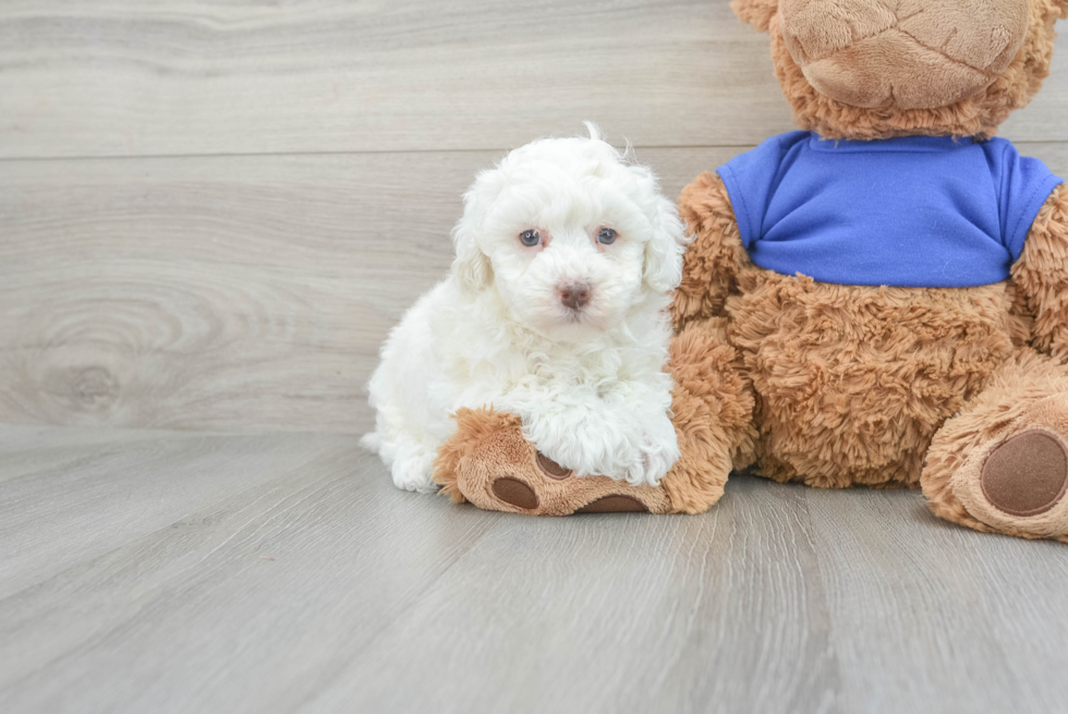 Little Poodle Purebred Pup