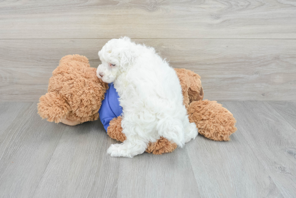 Little Poodle Purebred Pup