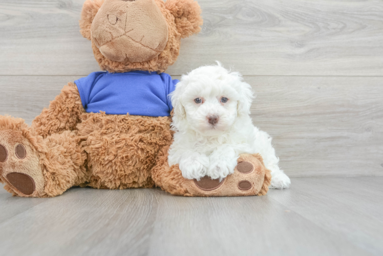 Poodle Puppy for Adoption