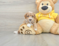 6 week old Poodle Puppy For Sale - Premier Pups