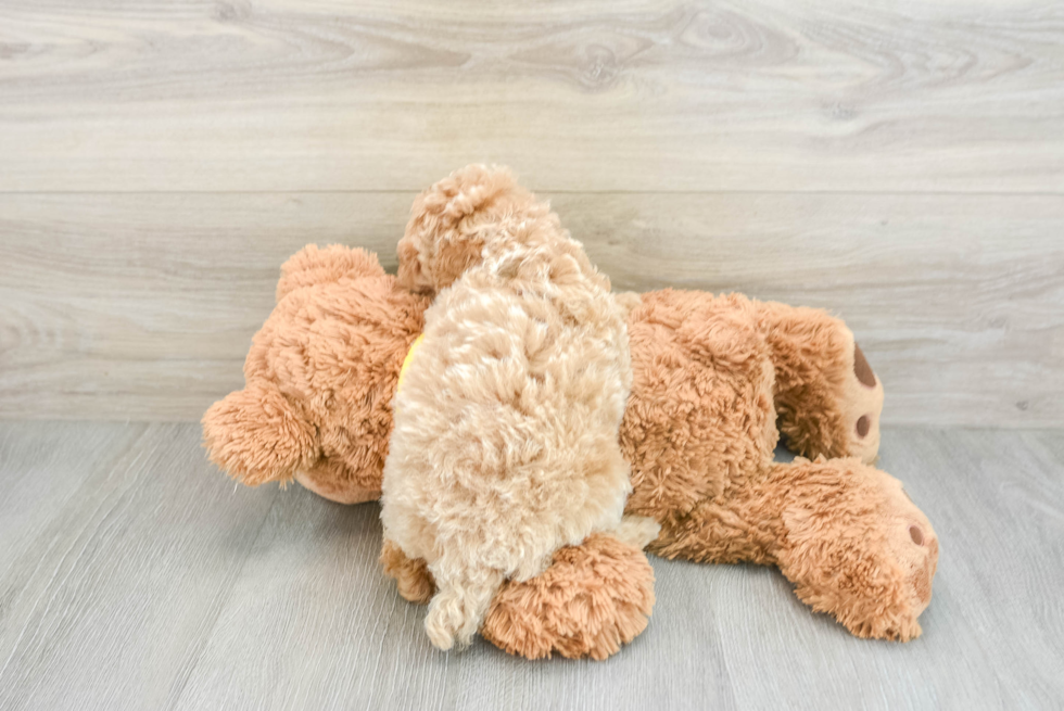 Playful Poodle Purebred Pup