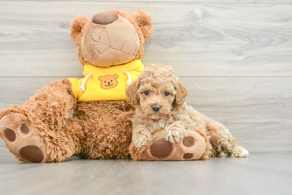 Little Poodle Purebred Pup