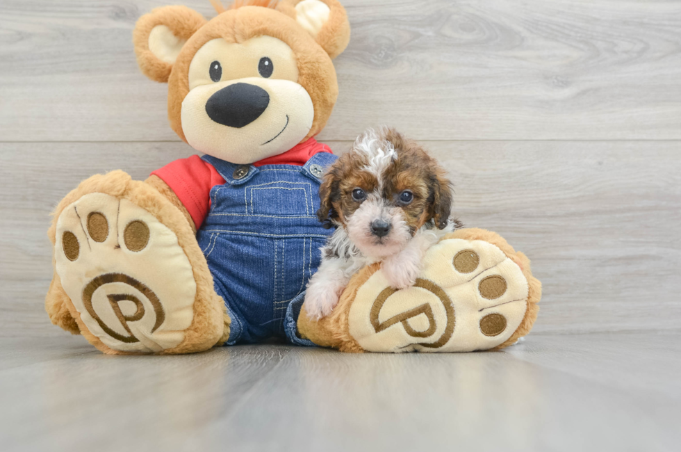 5 week old Poodle Puppy For Sale - Premier Pups