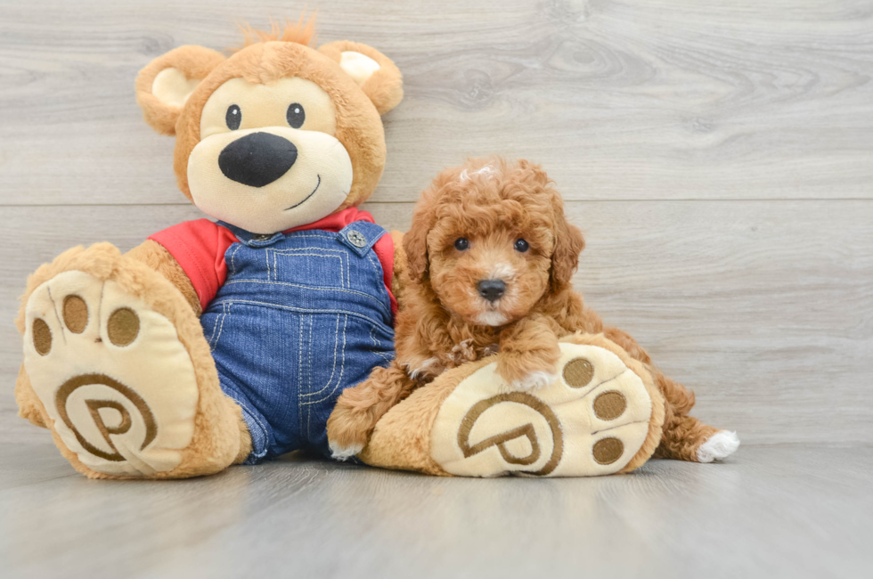 5 week old Poodle Puppy For Sale - Premier Pups