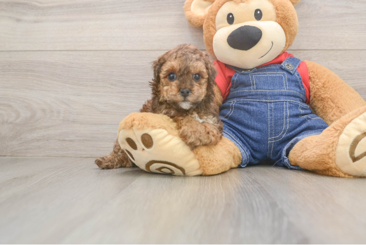 Poodle Puppy for Adoption