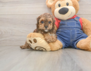 7 week old Poodle Puppy For Sale - Premier Pups