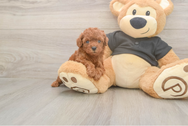 Friendly Poodle Purebred Pup