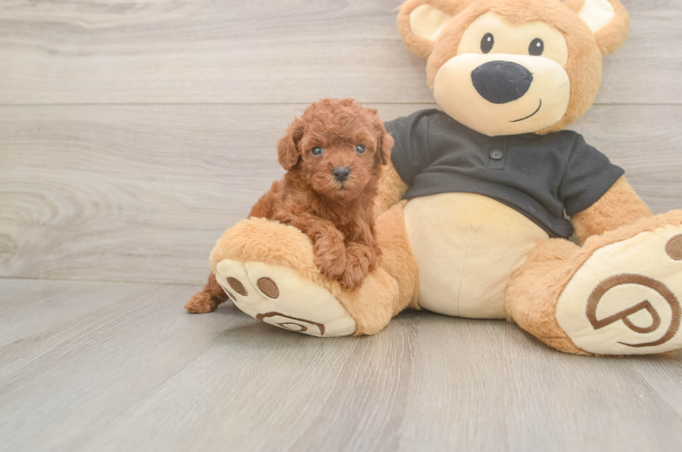 5 week old Poodle Puppy For Sale - Premier Pups