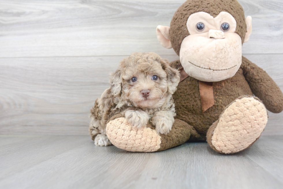 Little Poodle Purebred Pup