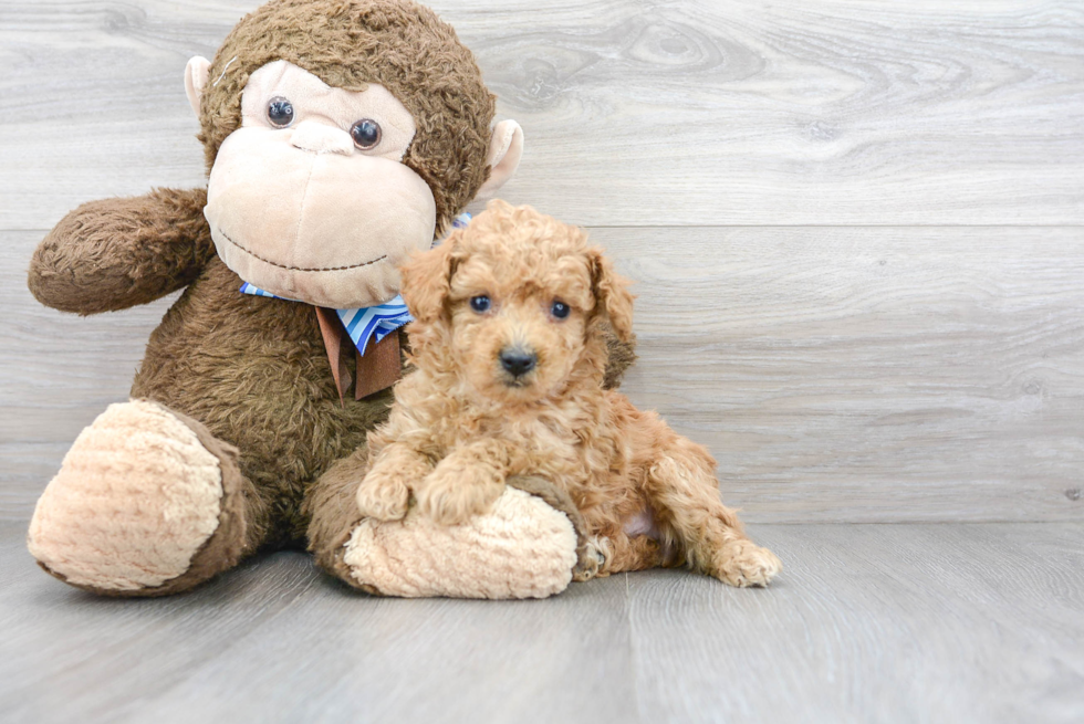 Playful Poodle Baby