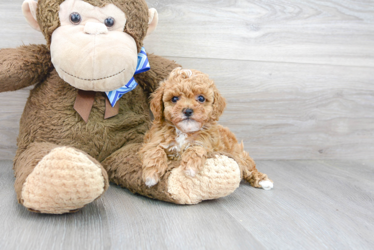 Playful Poodle Purebred Pup