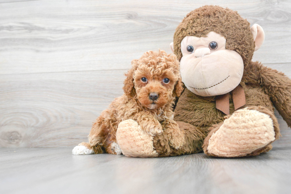 Poodle Pup Being Cute