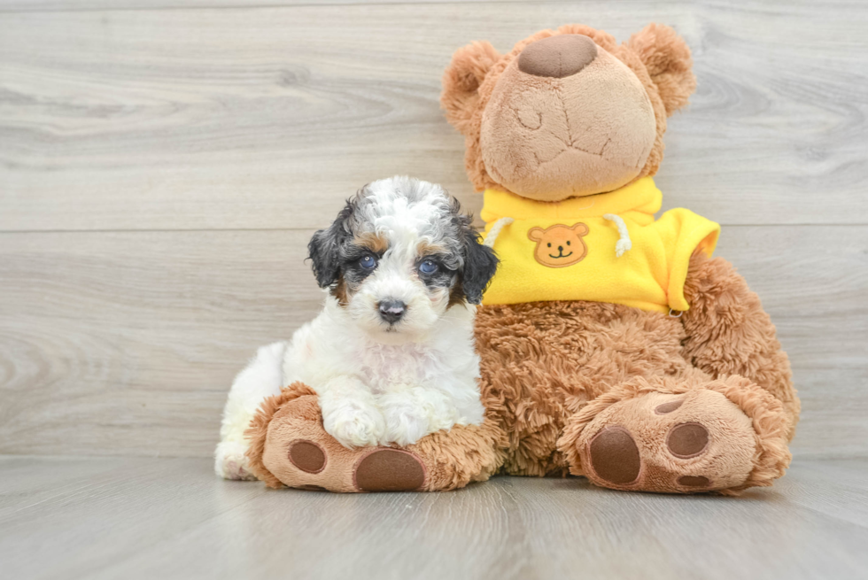 Adorable Pooodle Purebred Puppy