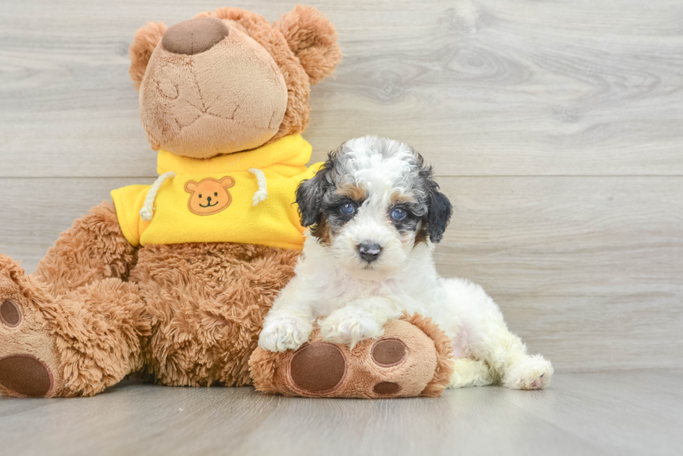 Poodle Pup Being Cute