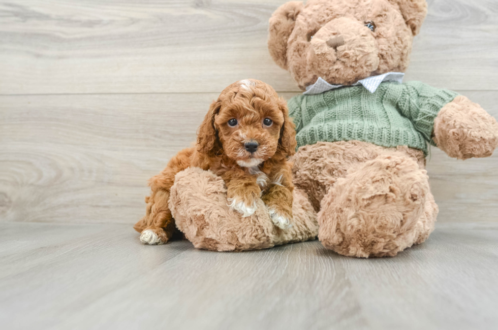 7 week old Poodle Puppy For Sale - Premier Pups