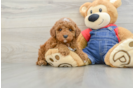 Poodle Pup Being Cute