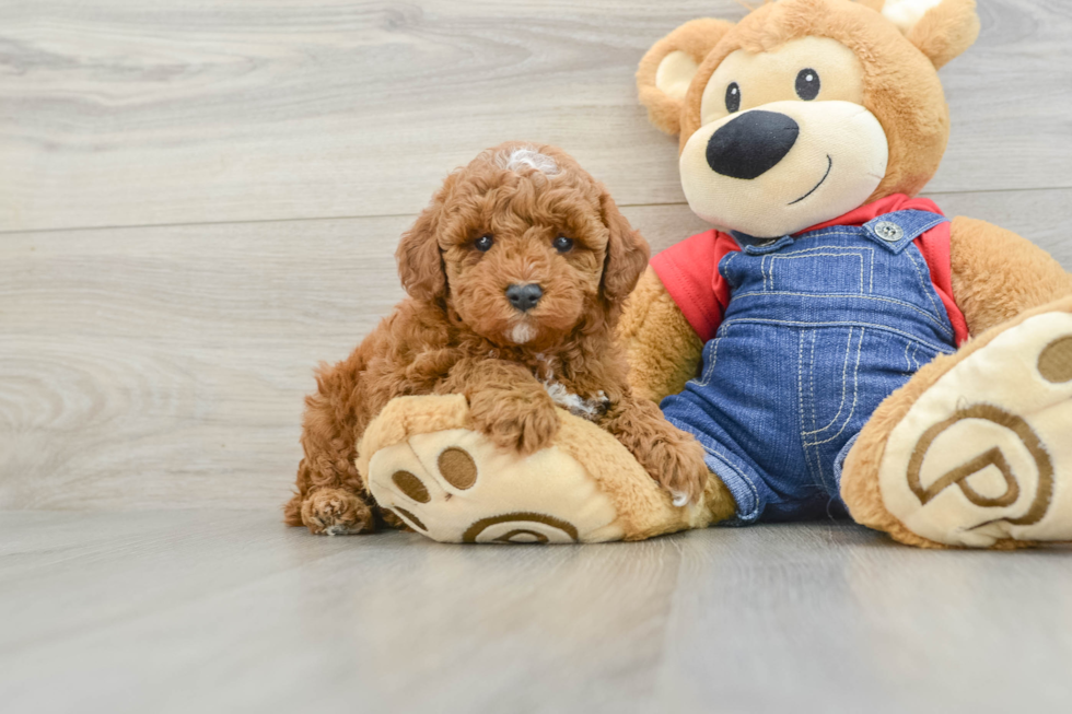 Poodle Pup Being Cute