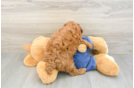 Poodle Puppy for Adoption