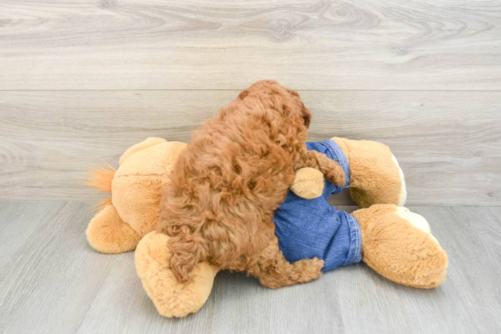 Poodle Puppy for Adoption