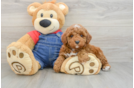 Poodle Puppy for Adoption