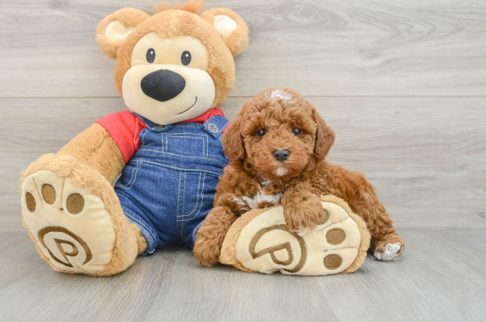 5 week old Poodle Puppy For Sale - Premier Pups