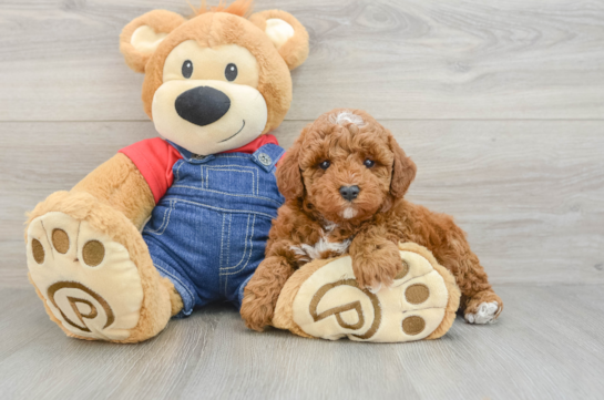 Poodle Puppy for Adoption