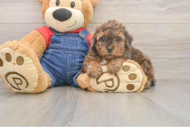 Poodle Pup Being Cute