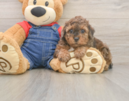 7 week old Poodle Puppy For Sale - Premier Pups