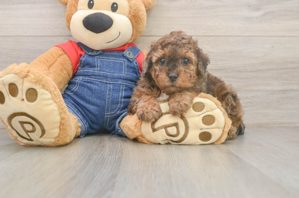 5 week old Poodle Puppy For Sale - Premier Pups