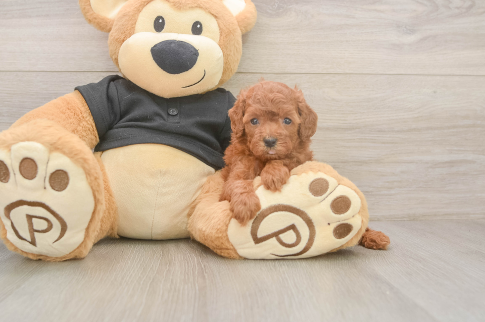5 week old Poodle Puppy For Sale - Premier Pups