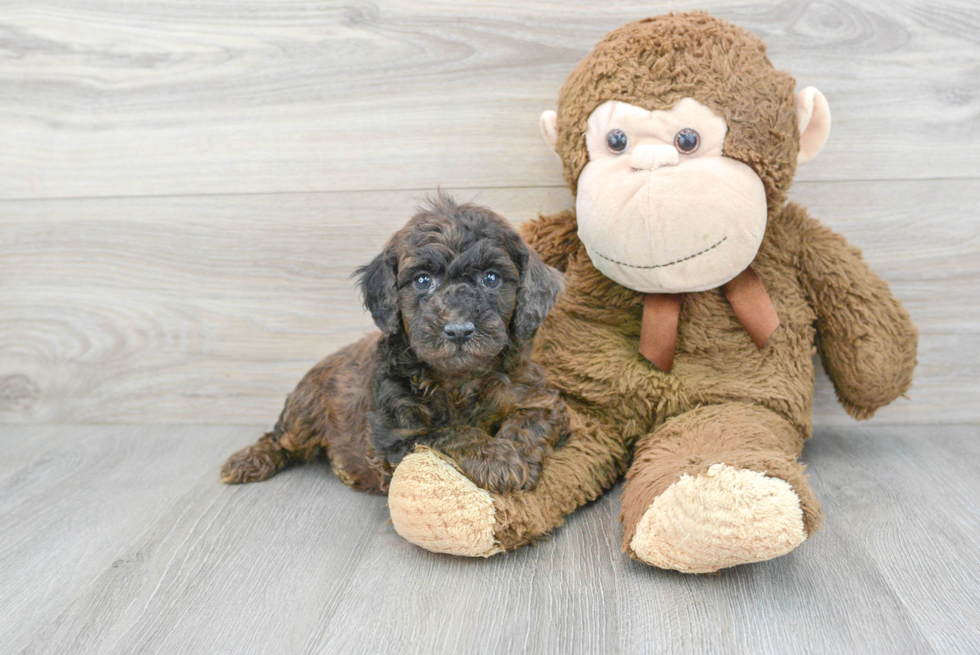 Poodle Puppy for Adoption