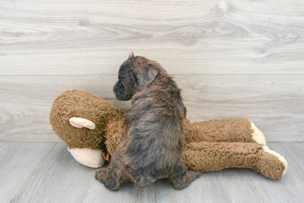 Friendly Poodle Baby