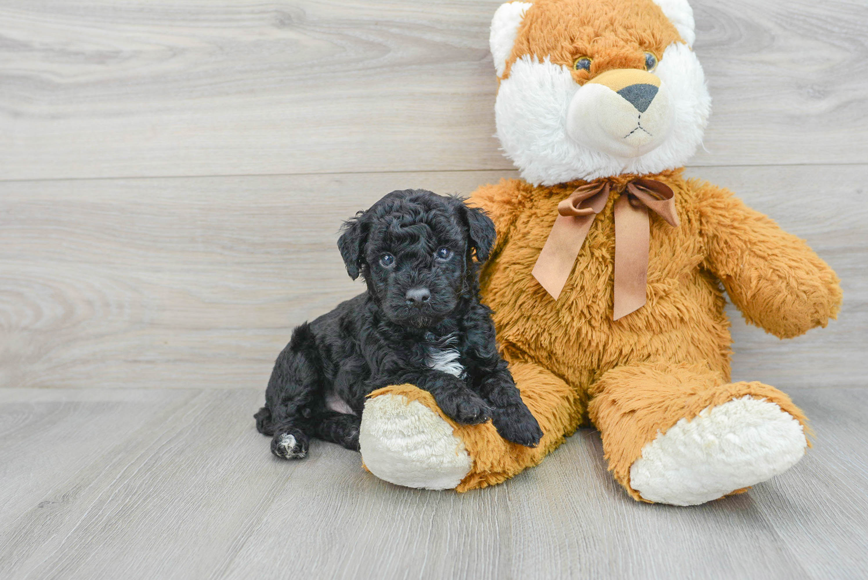 Funny Poodle Baby