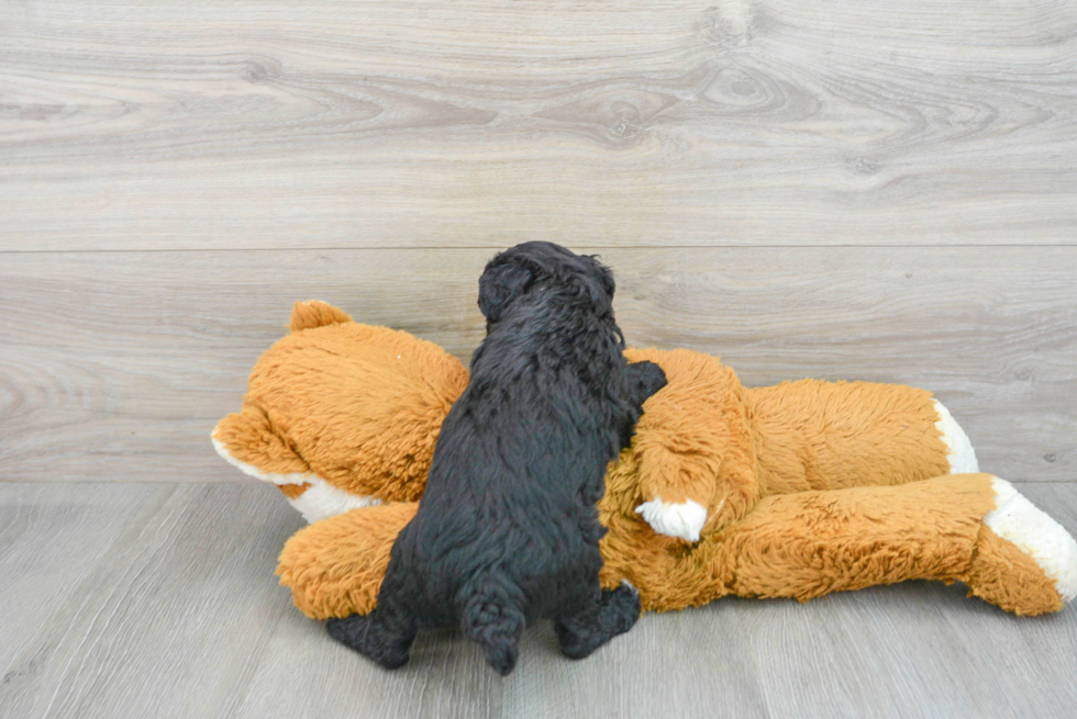Adorable Pudle Purebred Puppy