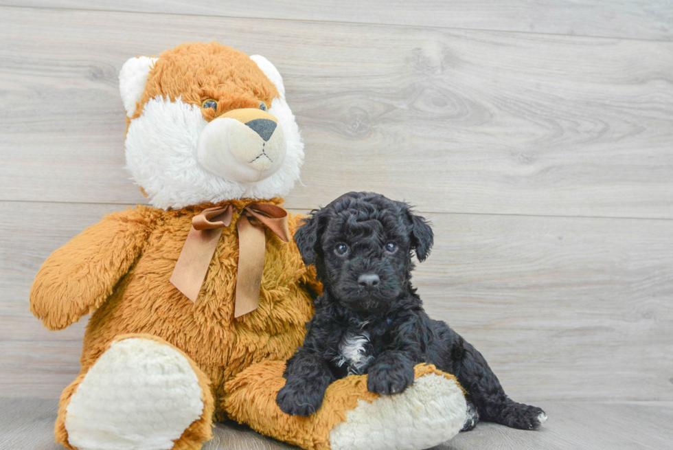 Adorable Pudle Purebred Puppy