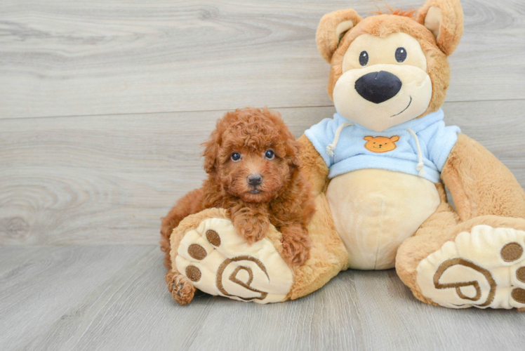 Sweet Pudle Purebred Puppy