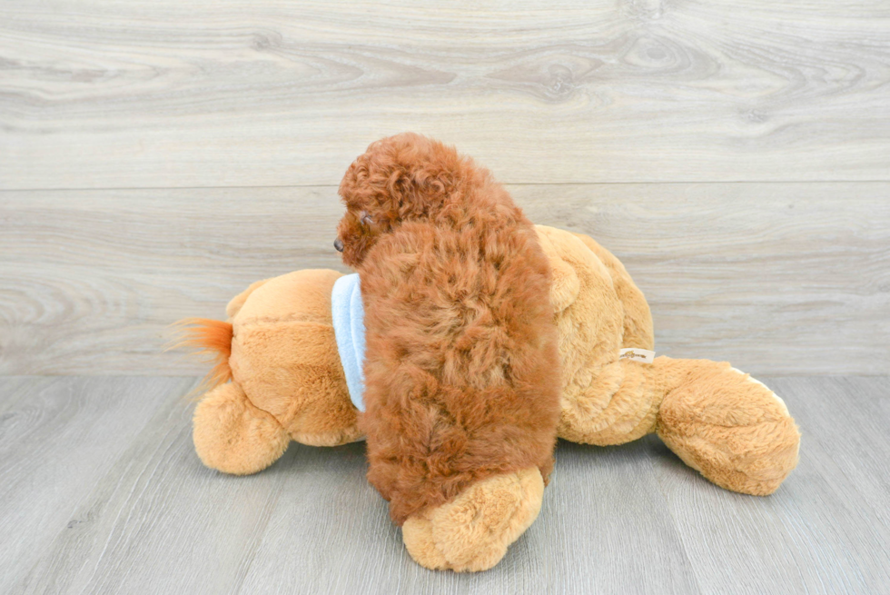 Fluffy Pudle Purebred Puppy